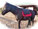 Barebackpad Support Small/ Medium op IHW van 1.56 cm